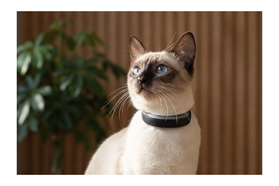 Tractive CAT 6 Mini GPS-tracker aan de halsband van een kat